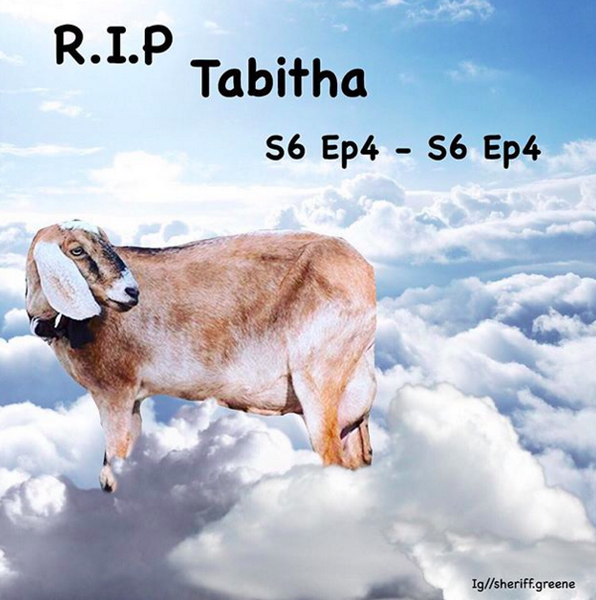 RIP Tabitha.png